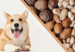 Czy pies może jeść orzechy pekan? Poznaj fakty i zagrożenia