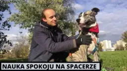 Jak wytresować amstaffa: skuteczne metody i najczęstsze błędy