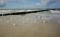 Nad Bałtykiem, gdzie fale rozbijają się o brzeg, mewy spacerują po mokrym piasku. Czy nad każdym morzem jest jod? Tu na pewno!