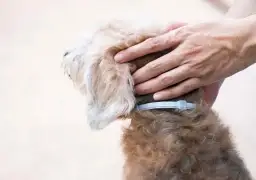 Obroża Foresto czy Kiltix – która zapewni lepszą ochronę dla psa?