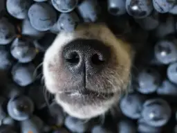 Czy psy mogą jeść borówki amerykańskie? Sprawdź, co musisz wiedzieć