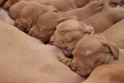 Dlaczego szczeniaki umierają po porodzie? Przyczyny, objawy, ratunek