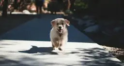 Kiedy po szczepieniu na spacer z psem – uniknij niebezpieczeństw