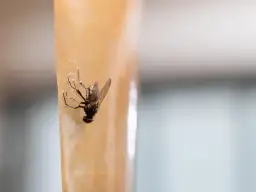 Skuteczne sposoby na pozbycie się much z restauracji bez wysiłku