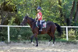 Klub jeździecki Profit w Orzeszach - opinie, ceny i zajęcia jeździeckie