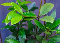 Jak uprawiać liść laurowy w doniczce - unikaj najczęstszych błędów