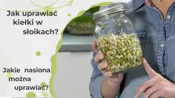 Jak uprawiać kiełki w domu - proste sposoby na zdrowe odżywianie