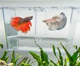 Jak zrobić kotnik dla rybek - bezpieczne metody na wychowanie narybku