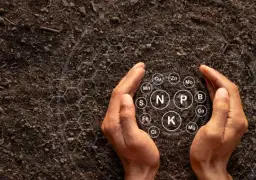 Jakie gleby występują w Polsce? Odkryj ich tajemnice i znaczenie