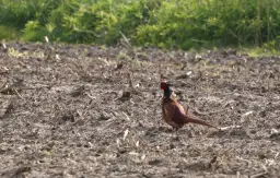 Samotny bażant na zaoranym polu. Czy myśliwi mogą strzelać do bażantów? Ptak z czerwonymi elementami na głowie i barwnym upierzeniem.