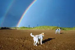Czy pies za tęczowym mostem jest szczęśliwy? Poruszająca historia straty