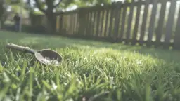 Polifoska w ogrodzie: Kiedy i ile? Sekret zdrowych roślin i plonów