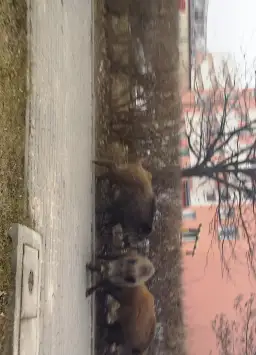 Co robić, gdy dziki na osiedlu zagrażają bezpieczeństwu?