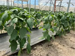 Co uprawiać na 4 klasie ziemi, aby uniknąć niskich plonów?