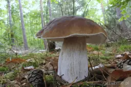 Brzozówki grzyby - poznaj wszystkie właściwości lecznicze i zastosowanie