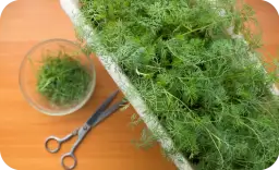 Kiedy sadzić koper do gruntu, aby uniknąć nieudanych zbiorów?