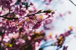 Najpiękniejsze kwiaty wiosenne: Przewodnik po ogrodzie i balkonie