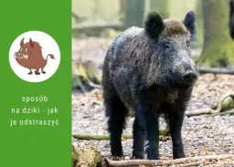 Dziki na osiedlu: Co robić, kogo wezwać i jak się chronić?