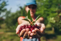 Zbiór wiśni ile można zarobić? Poznaj stawki i tajniki zarobków