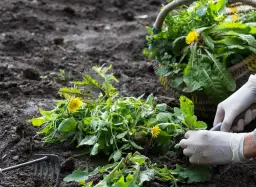 Skuteczne sposoby na odchwaszczenie działki bez chemii i stresu