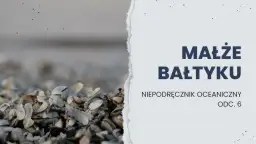 Jakie muszle występują w Bałtyku? Odkryj niezwykłe gatunki!