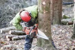 Jak uzyskać pozwolenie na wycięcie drzewa - uniknij problemów prawnych