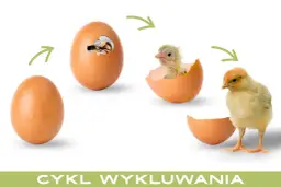 Cykl życia: jajko, pisklę wykluwające się z jajka, a potem mały kurczak z jajka.