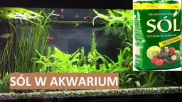 Ile soli do akwarium słodkowodnego? Kluczowe dawkowanie dla zdrowia ryb