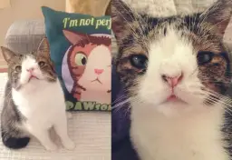 Kot z zespołem Downa: Co warto wiedzieć o tej rzadkiej przypadłości?