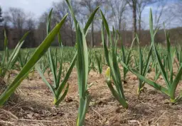 Ile można zarobić z 1 ha czosnku? Zaskakujące wyliczenia