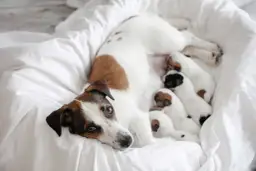 Kiedy zabrać szczeniaka od matki? Sprawdź idealny wiek!