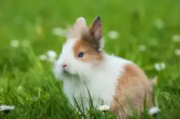 Ile kosztuje królik w sklepie zoologicznym? Ceny, które musisz znać