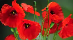 Kiedy kwitną maki? Odkryj najpiękniejszy czas ich kwitnienia