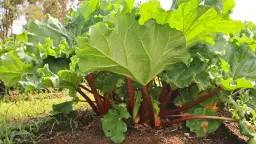 Kiedy siać rabarbar, aby uniknąć błędów w uprawie?