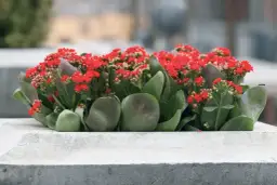 Czy kalanchoe przetrwa w ogrodzie? Warunki uprawy i pielęgnacji na zewnątrz