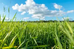 Jaką trawę na trawnik wybrać, aby uniknąć problemów z pielęgnacją?