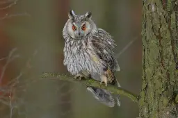 Gdzie zimuje sowa? Odkryj tajemnice ich zimowych schronień w Polsce