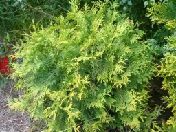 Z czego zrobić żywopłot zimozielony - najlepsze rośliny i porady