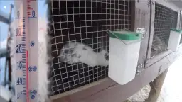 Jak zamontować poidło dla królika? Poradnik krok po kroku