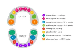 Kiedy wychodzą zęby 5 mleczne? Poznaj ważne informacje o teethingu