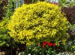 Jak przycinać trzmielinę na pniu, aby uniknąć błędów i osłabienia rośliny