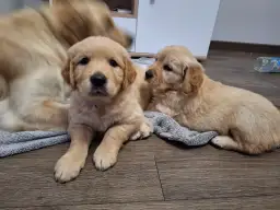 Gdzie kupić Golden Retrievera? Sprawdź bezpieczne hodowle ZKwP