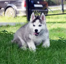 Ile kosztuje husky z hodowli? Poznaj ceny i ważne czynniki