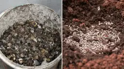 Jak zrobić płynny nawóz z obornika granulowanego? W wiadrze obornik, w ziemi granulki nawozu.