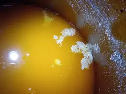 Jak rozpoznać objawy zakażenia warki? Pleśń jest biała i puszysta, kożuch drożdżowy bardziej jednolity.