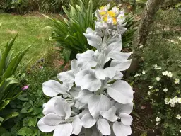 Skrzydła Anioła: Jak Begonia i Starzec Kwitną? Poradnik