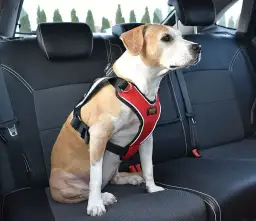 Jak oduczyć psa biegania za samochodem i zapewnić mu bezpieczeństwo