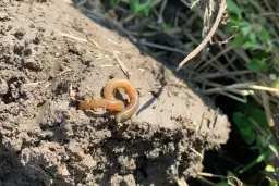 Czerwony robak na wilgotnej ziemi, otoczony suchymi trawami i zielonymi liśćmi.