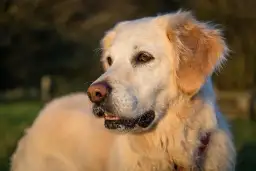 Jagnięcina w karmie dla psa: Korzyści i potencjalne zagrożenia