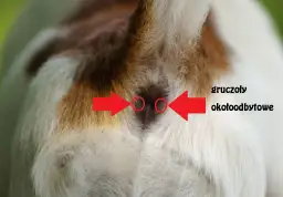 Wydzielina z odbytu u psa: co oznacza i jakie są przyczyny?